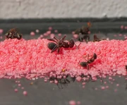 red-killer-skuteczny-na-mrowki-w-domu.webp