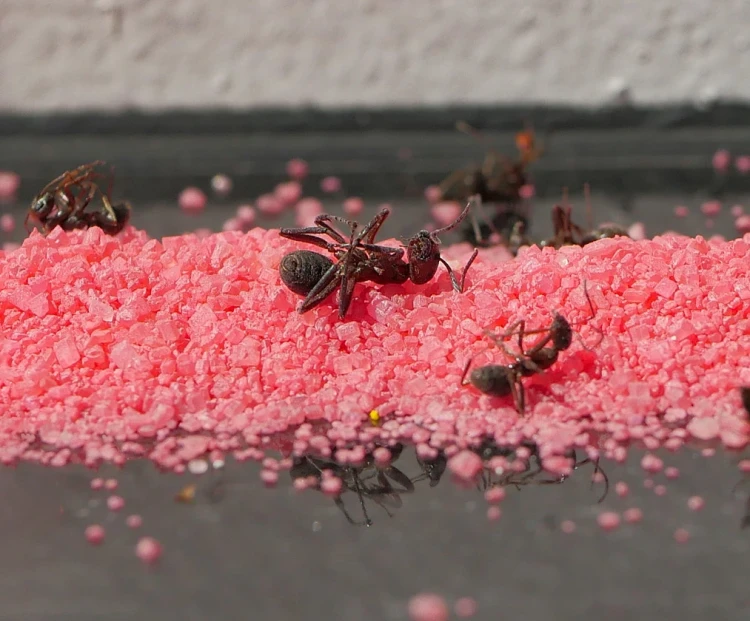 red-killer-skuteczny-na-mrowki-w-domu.webp