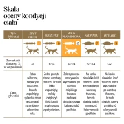 skala_koty_1340x1340_e6d06d2f-81b3-4242-8a52-6fc663ca1e32.webp