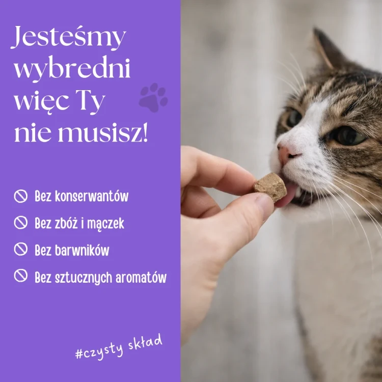 zupka_pies_borowka_20.webp