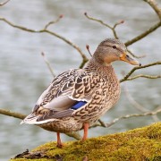 TURDUS-Karma-dla-kaczek-1-kg-pelnoporcjowa-mieszanka-dzikie-kaczki-Marka-Turdus.jpeg