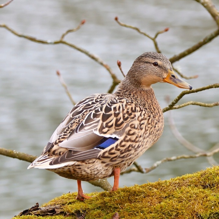 TURDUS-Karma-dla-kaczek-1-kg-pelnoporcjowa-mieszanka-dzikie-kaczki-Marka-Turdus.jpeg
