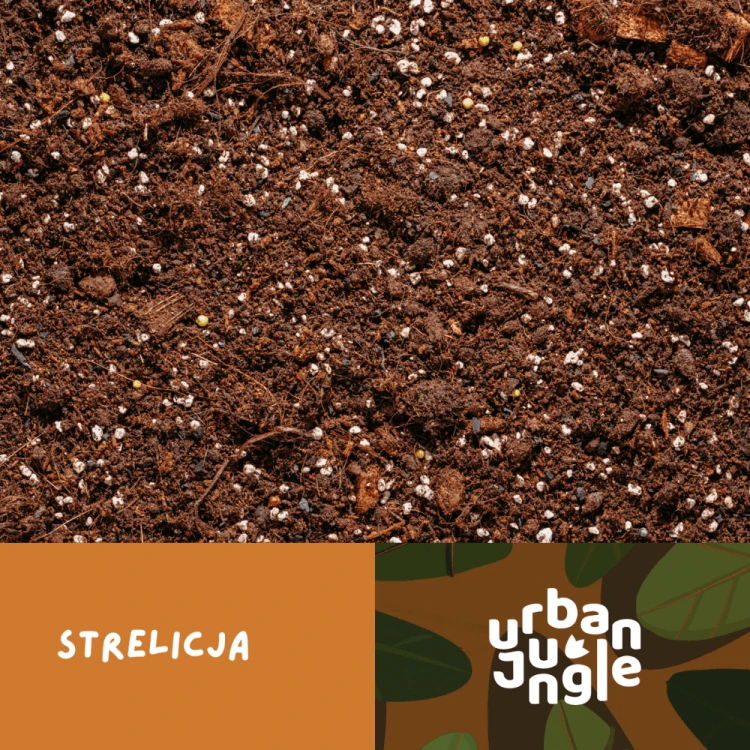 Podloze-strelicja.png