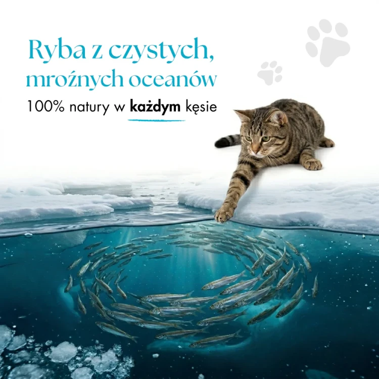 Rybcie6.webp